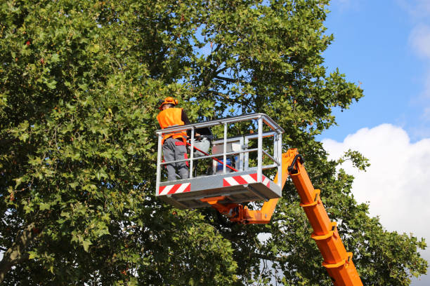 Best Fruit Tree Pruning  in Spearfish, SD